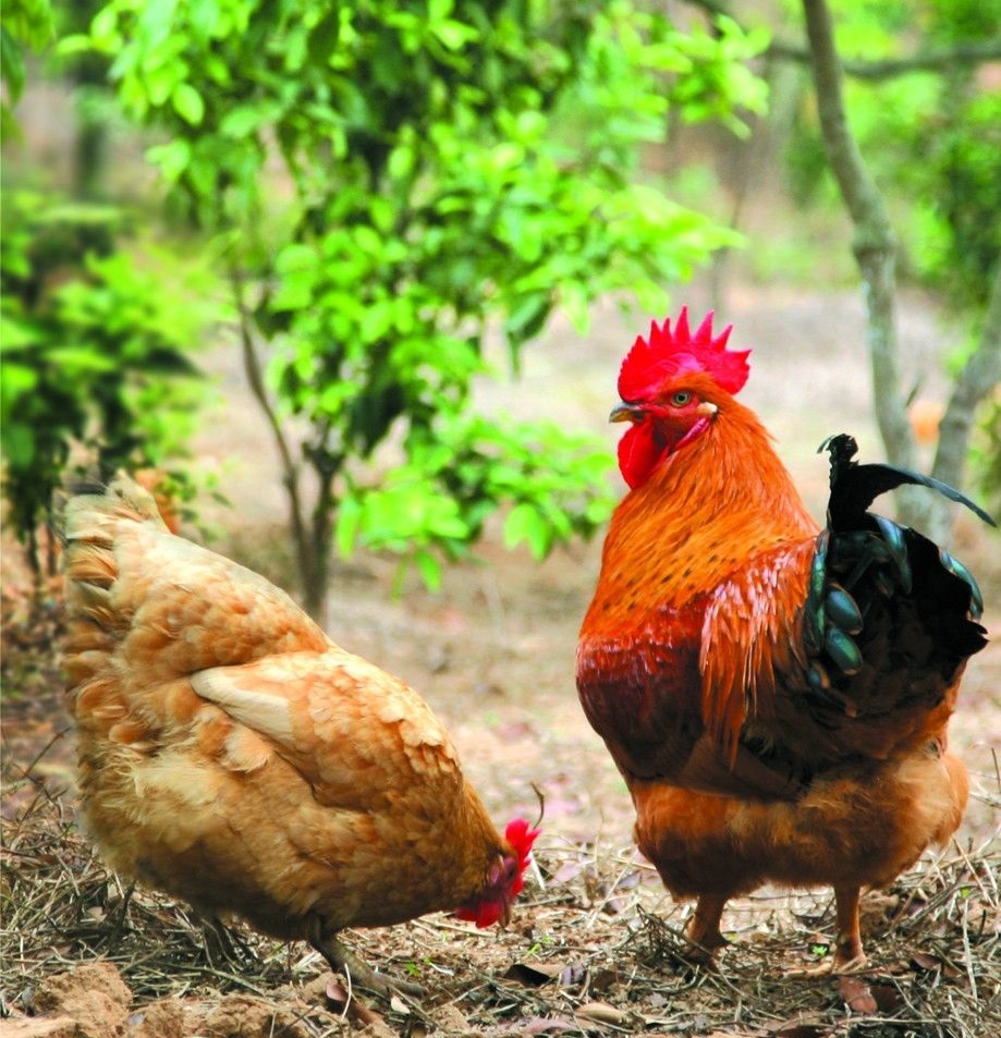 滑液囊支原體病程長，籠養雞不易被發現，經常給養雞生產造成難于彌補的損失